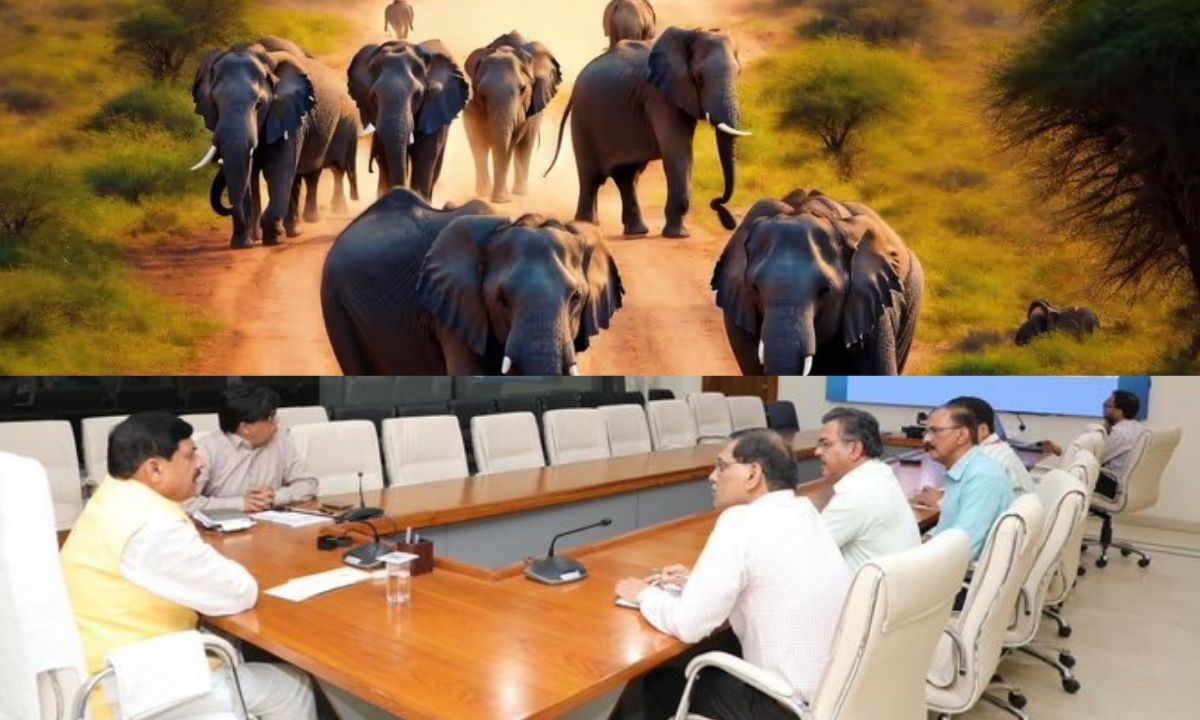 You are currently viewing MP: बांधवगढ़ टाइगर रिजर्व में रहस्यमय तरीके से हो रही हाथियों की मौत, मचा बवाल; CM डॉ. मोहन यादव को बुलानी पड़ी आपात बैठक, बोले – दोषियों के विरुद्ध होगी सख्त कार्रवाई