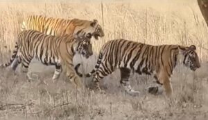 Read more about the article पन्ना टाइगर रिजर्व में बाघिन पी-141 अपने दो शावकों संग नजर आई, कैमरों में कैद हुआ दुर्लभ नजारा; तस्सोवीर शल मीडिया पर हो रही वायरल!
