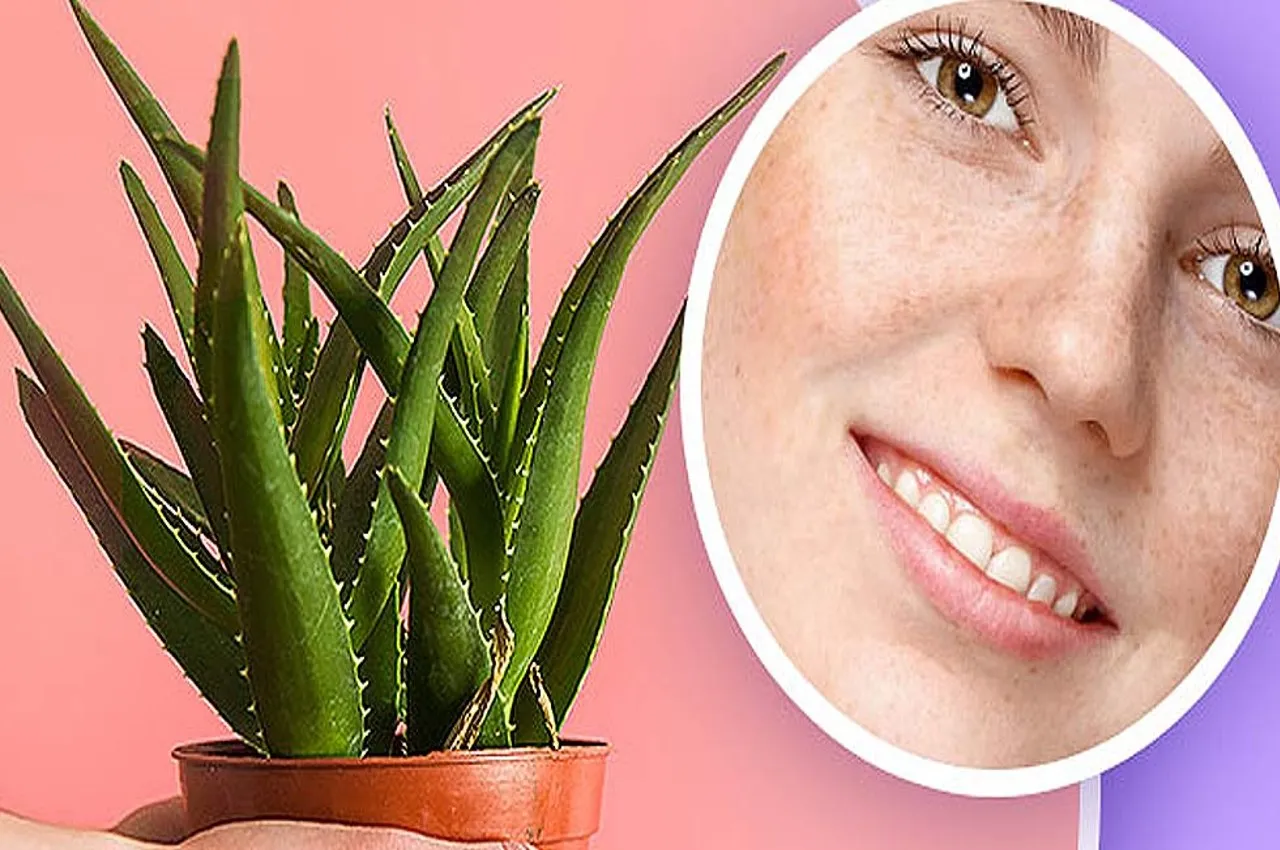 You are currently viewing स्किन केयर में चमत्कारी एलोवेरा: धूप, झाइयों और डार्क सर्कल्स का नेचुरल इलाज, जानें 4 असरदार नुस्खे