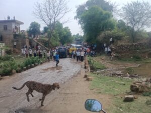 Read more about the article चीतों के आतंक से थर्राया वीरपुर: ज्वाला और शावकों ने गांव में मचाई सनसनी, एक गाय को बनाया शिकार; बांधवगढ़ टाइगर रिजर्व में दो साल बाद दिखे  सोन कुत्ते, वन विभाग सतर्क!