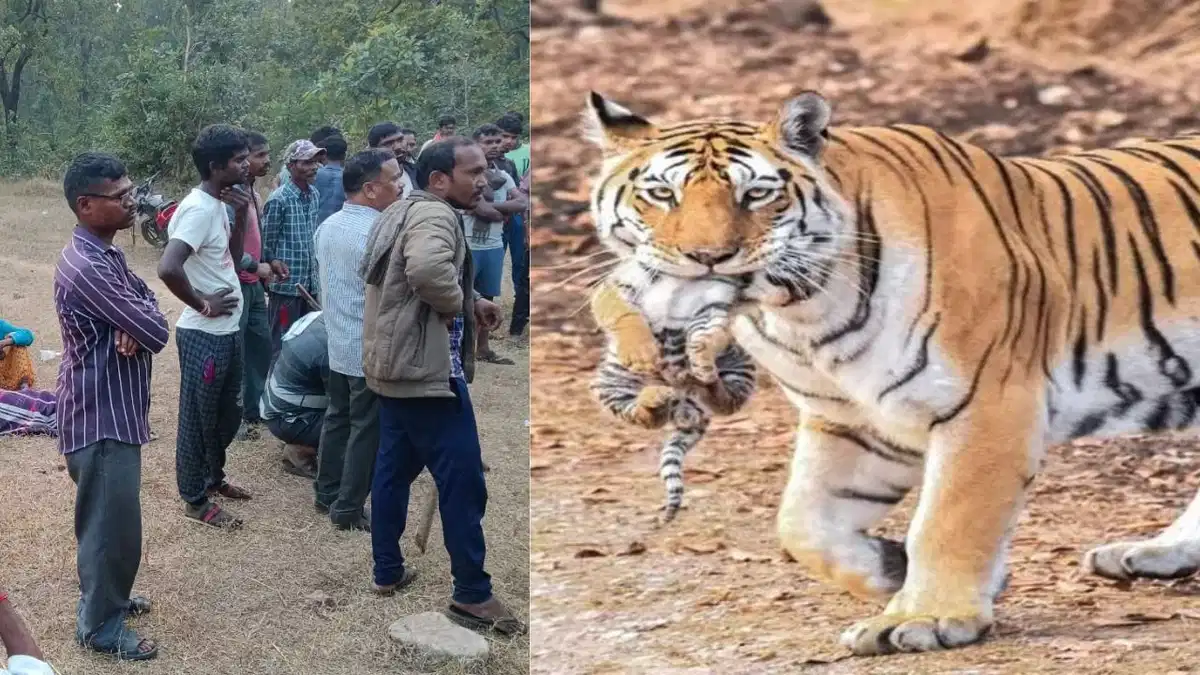 You are currently viewing MP में खेतों से जंगल तक पसरा डर: बालाघाट में खेत में काम कर रहे किसान को बाघ ने मार डाला, शरीर का हिस्सा खा गया; वन विभाग की लापरवाही पर ग्रामीणों का फूटा गुस्सा!