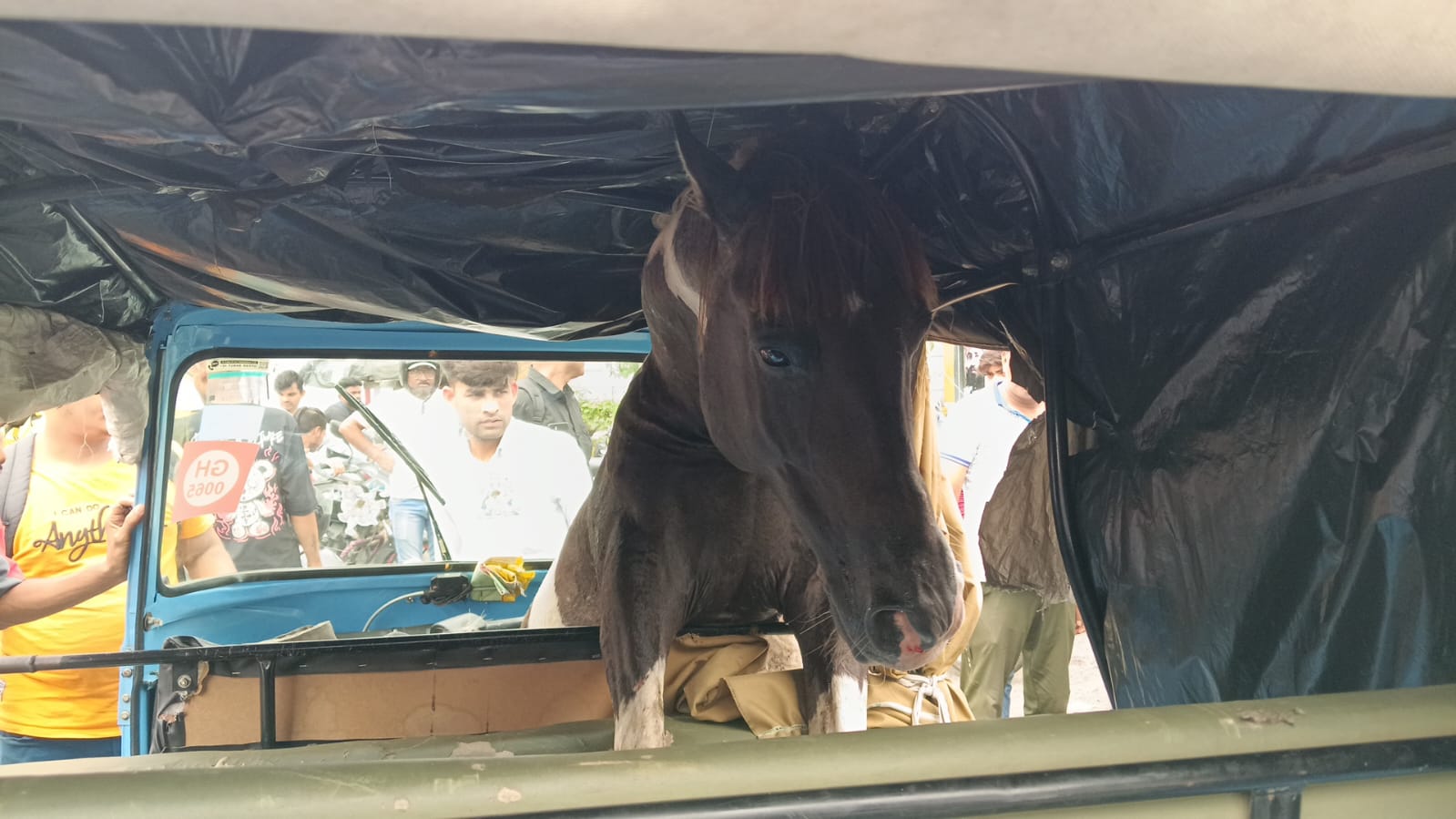 You are currently viewing जबलपुर के नागरथ चौक पर भिड़े दो बेकाबू घोड़े, शोरूम में तोड़फोड़ और ई-रिक्शा में घुसकर तीन को किया घायल; लोग बोले – पहले भी की थी शिकायत!