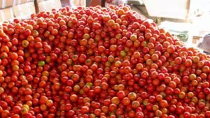 Read more about the article 60 हजार की लागत, 2 लाख का मुनाफा! मध्यप्रदेश का टमाटर बना मंडियों का बादशाह, किसानों की लाल खुशी दोगुनी