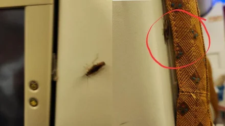 You are currently viewing एअर इंडिया फ्लाइट में सीट पर रेंगते दिखे कॉकरोच, यात्रियों ने उठाए एयरलाइन की सफाई व्यवस्था पर सवाल; एयरलाइन ने दी सफाई!