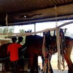 जबलपुर में घोड़ों की मौत का सिलसिला जारी: 57 में से 19 की गई जान, डॉक्टरों की टीम तैनात लेकिन नतीजे सवालों में; हाईकोर्ट में जनहित याचिका दाखिल!