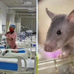 इंदौर के बाद जबलपुर में अस्पताल की बड़ी लापरवाही: मानसिक रोग विभाग में भर्ती 2 मरीजों के पैर चूहों ने कुतरे, परिजन भड़के; डीन बोले- जांच के आदेश दिए!