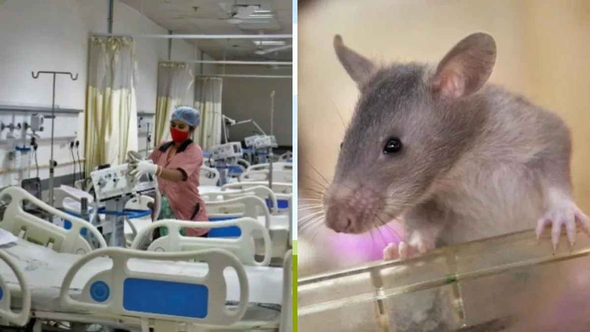 You are currently viewing इंदौर के बाद जबलपुर में अस्पताल की बड़ी लापरवाही: मानसिक रोग विभाग में भर्ती 2 मरीजों के पैर चूहों ने कुतरे, परिजन भड़के; डीन बोले- जांच के आदेश दिए!