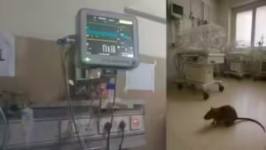 Read more about the article इंदौर एमवाय अस्पताल में लापरवाही: चूहों ने नवजात की उंगलियां कुतरीं, मौत के बाद मचा बवाल; परिजनों का आरोप – प्रबंधन ने सच छुपाया, प्रदर्शन के बाद खुला राज़!