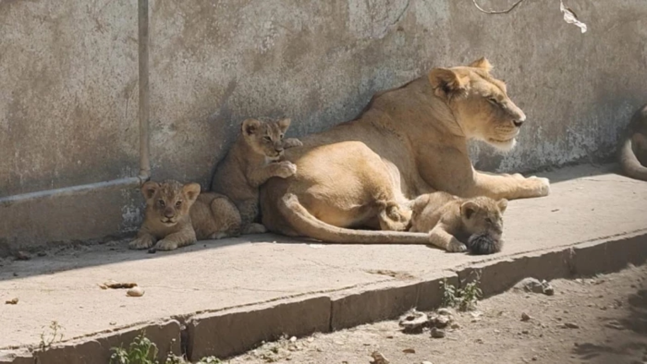 You are currently viewing इंदौर चिड़ियाघर से आई खुशखबरी, शेरनी मेघा ने 3 शावकों को दिया जन्म