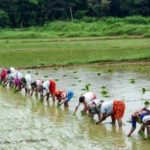 मानसून की अच्छी बारिश से खरीफ बुवाई को मिला जोर, कपास और सोयाबीन के रकबे में तेज बढ़ोतरी के संकेत
